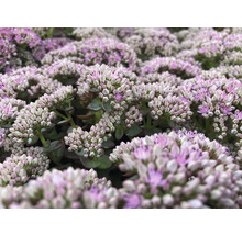 Närbild av fetknopp med blomställningar