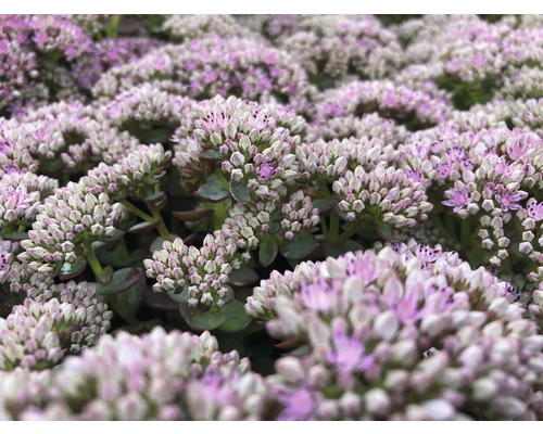 Närbild av fetknopp med blomställningar