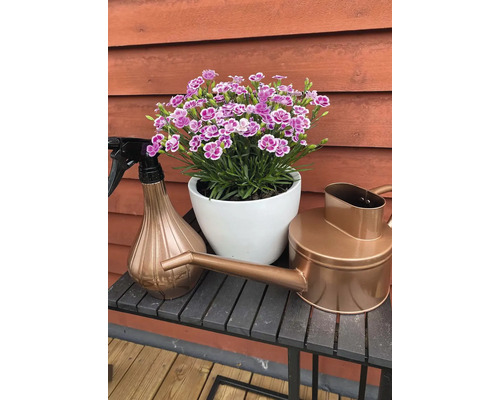 Blommor i vit kruka, sprayflaska och vattenkanna på ett bord