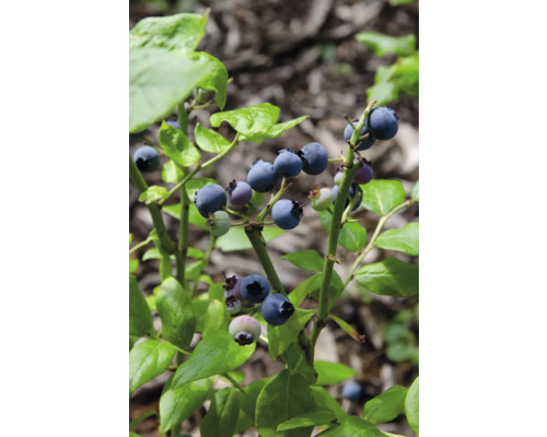 Ekologiskt blåbär FLORASELF Bio Vaccinium Corymbosum 'Brigitta Blue‘® 13cm
