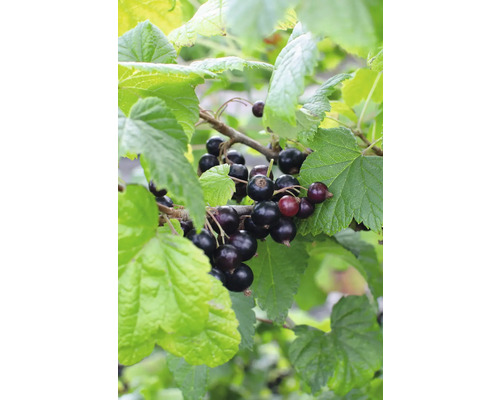 Ekologiska svarta vinbär FLORASELF Bio Ribes nigrum 'Ben Nevis' 13cm