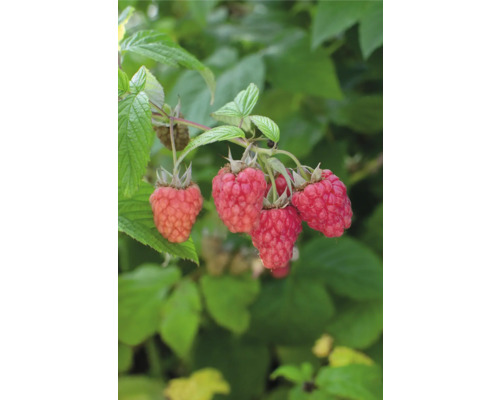 Ekologiskt hallon FLORASELF Bio Rubus idaeus Twotimer ‚Sugana Red’® 13cm dubbla skördar
