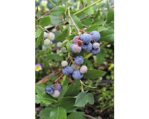 Ekologiskt blåbär FLORASELF Bio Vaccinium Corymbosum 'Little Blue Wonder‘ 13cm