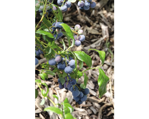 Ekologiskt blåbär FLORASELF Bio Vaccinium Corymbosum 'Blue Dessert’® 13cm