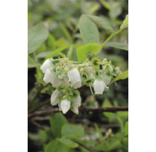 Närbild av blåbärsblommor på en buske