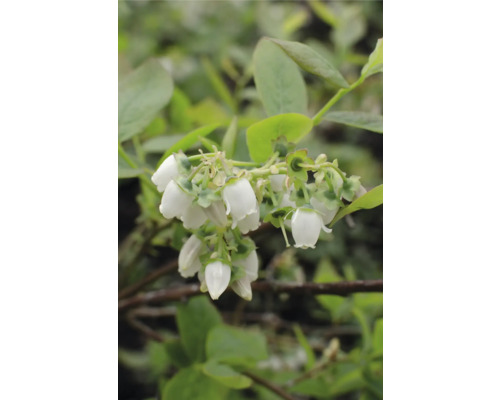 Närbild av blåbärsblommor på en buske