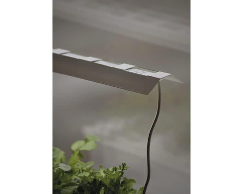 Växtlampa lyser upp sallad