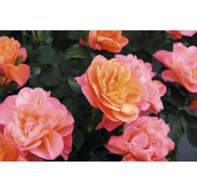 Närbild av aprikosfärgade rosenblommor