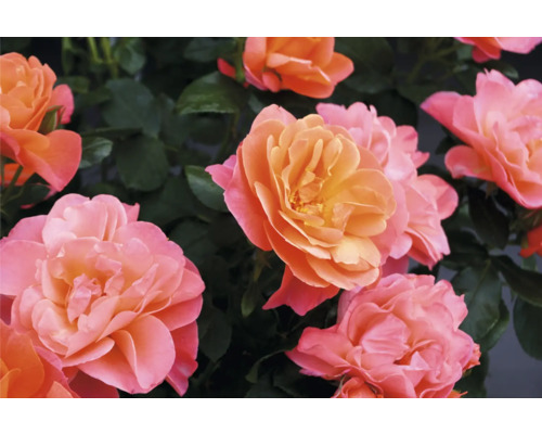 Närbild av aprikosfärgade rosenblommor