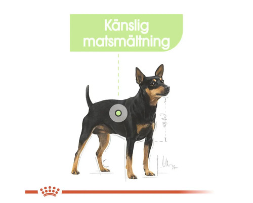 Illustration av en hund med känslig matsmältning
