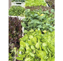 Olika sorters sallad i lådor