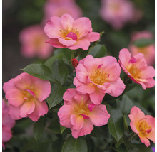 Närbild av flera rosa rosor med gröna blad