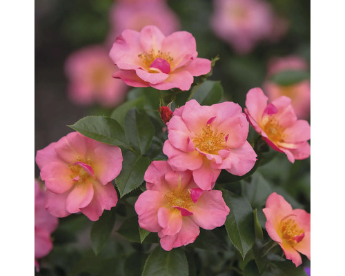 Närbild av flera rosa rosor med gröna blad