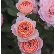 Rosmix Easy Elegance FLORASELF Co 3,5L