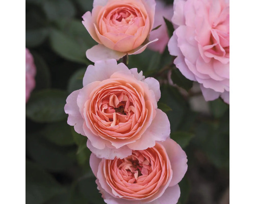 Närbild av ljusrosa rosblommor