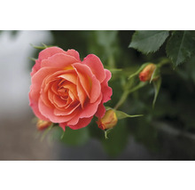 Rosmix Easy Elegance FLORASELF Co 3,5L