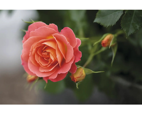 Närbild av en enda ros med blomknoppar