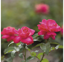 Rosmix Easy Elegance FLORASELF Co 3,5L