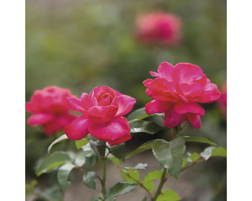 Närbild av rosa rosor med gröna blad