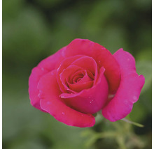 Rosmix Easy Elegance FLORASELF Co 3,5L