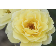 Rosmix Easy Elegance FLORASELF Co 3,5L