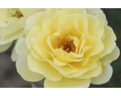 Närbild av en gul rosblomma