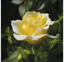 Gul ros med blomknoppar i trädgården