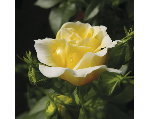 Gul ros med blomknoppar i trädgården