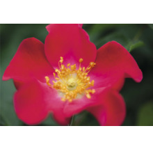 Rosmix Easy Elegance FLORASELF Co 3,5L