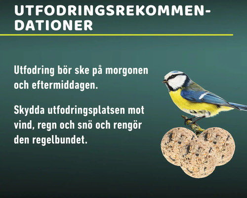 Rekommendationer för fågelmatning med blåmes och talgbollar