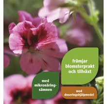 Närbild av en blommande pelargon med information om produktegenskaperna