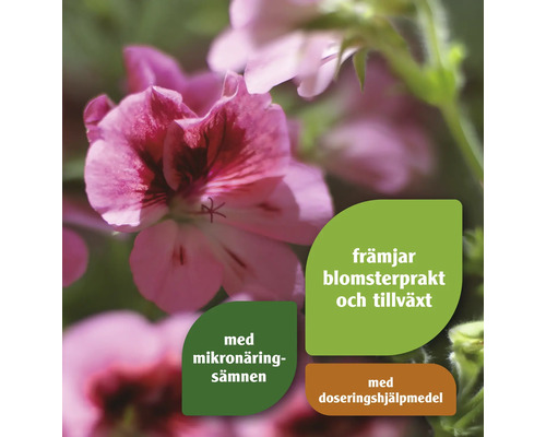 Närbild av en blommande pelargon med information om produktegenskaperna