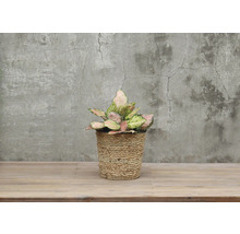 Aglaonema krukväxt i flätad korg