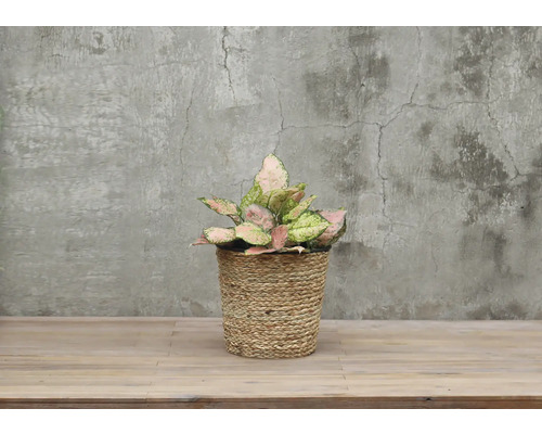 Aglaonema krukväxt i flätad korg