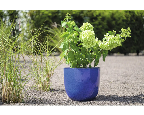 Hortensia i en blå planteringskärl i trädgården
