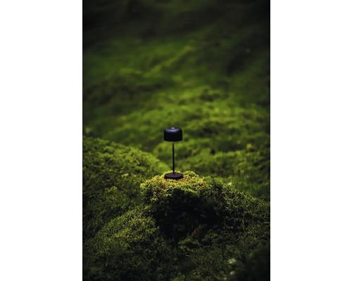 Sladdlös lampa på mossbakgrund