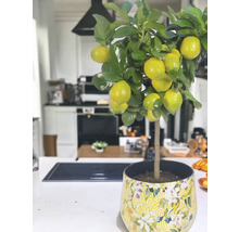 Citron träd i kruka i ett ljust kök