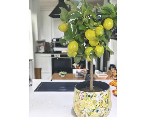 Citron träd i kruka i ett ljust kök