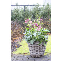 Blomkruka med julrosor i trädgården
