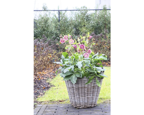 Blomkruka med julrosor i trädgården