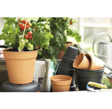 Tomatplanta i blomkruka med andra blomkrukor
