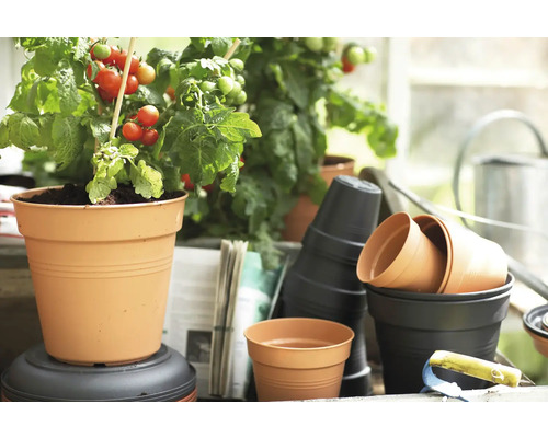 Tomatplanta i kruka bredvid andra växtbehållare och trädgårdstillbehör.