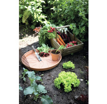 Grönsaksträdgård med skördelåda, odlingsfat, spade, växt och sallad
