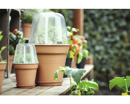 Scen med blomkrukor och transparenta odlingskåpor på ett trägolv i trädgården.