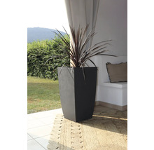 Hög planteringslåda i betong med växt utomhus