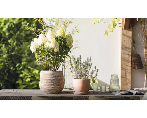 Dekorativ trädgårdsscen med hortensia och rosmarin i krukor på ett träbord