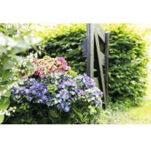 Blå och rosa hortensiabuske bredvid ett trädgårdsstaket