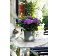 Lila hortensia i kruka på ett trädgårdsbord
