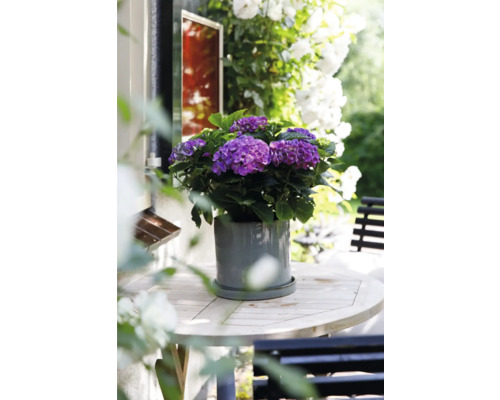 Lila hortensia i kruka på ett trädgårdsbord