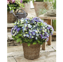 Trädgårdsutsikt med blommande hortensia i kruka